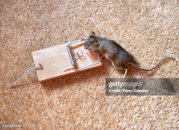 dead mouse in mouse trap - alfombra raton fotografías e imágenes de stock
