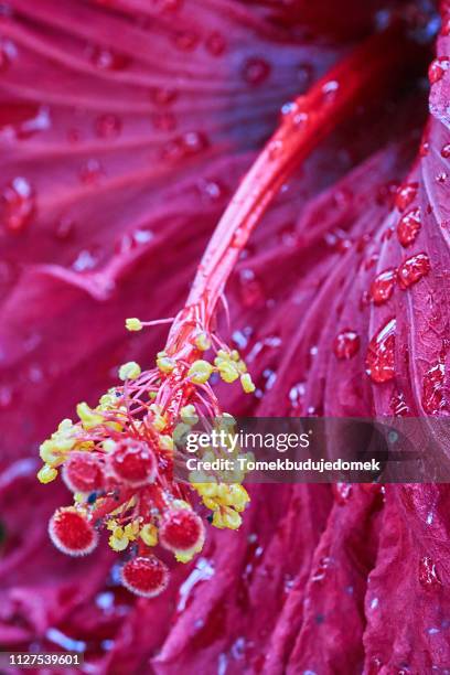 hibiscus - leuchtende farbe 個照片及圖片檔