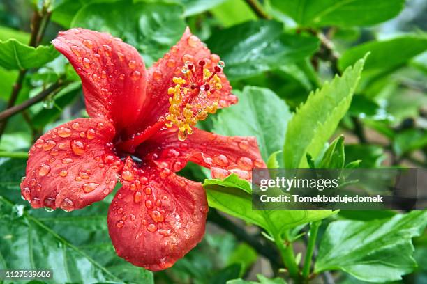 hibiscus - leuchtende farbe fotografías e imágenes de stock