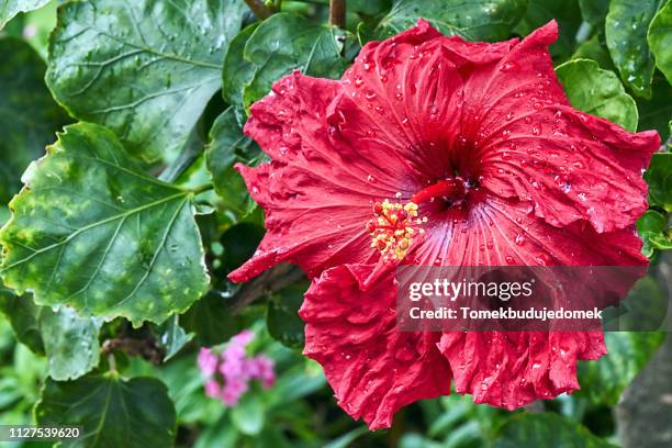 hibiscus - einzelne blume stock pictures, royalty-free photos & images