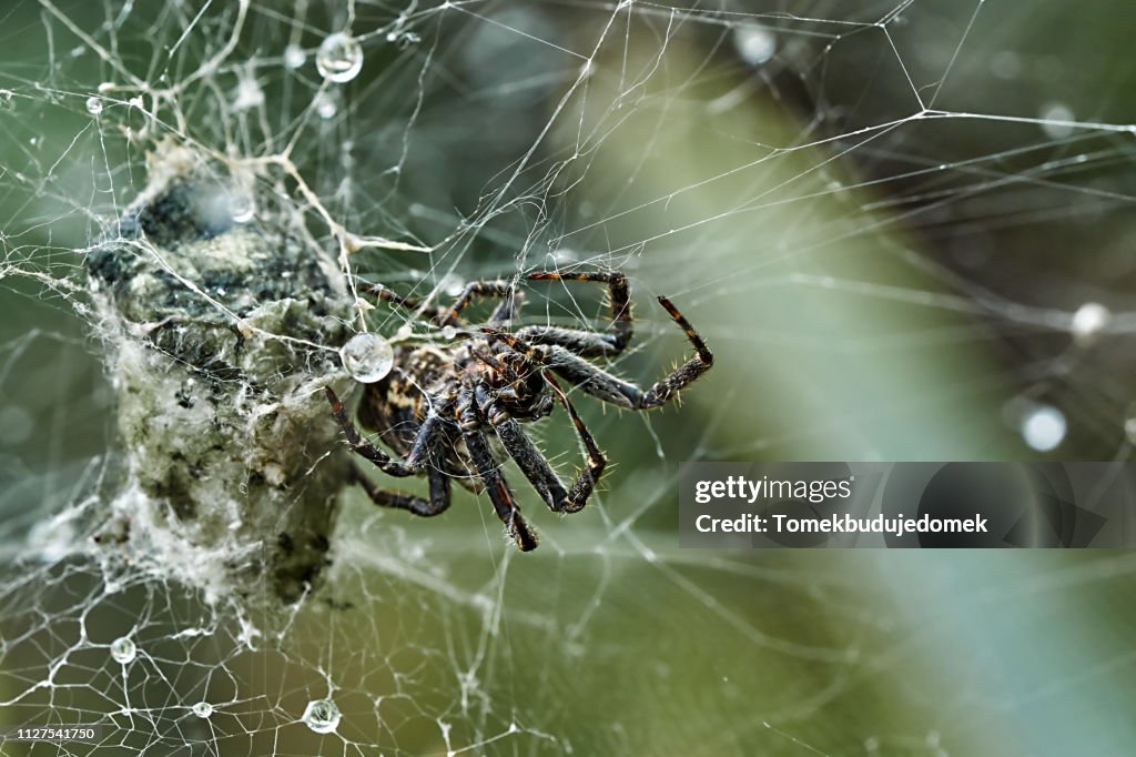 Spider