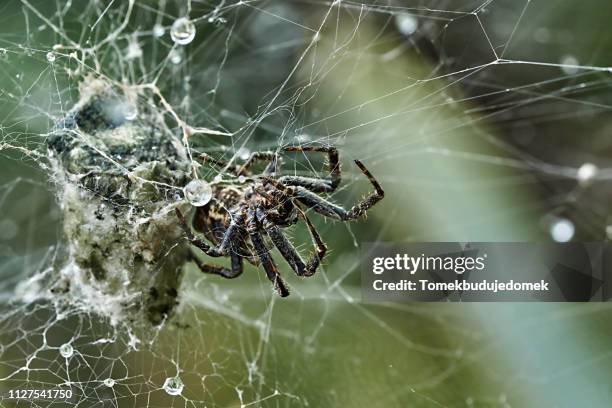 spider - grüner hintergrund stock pictures, royalty-free photos & images