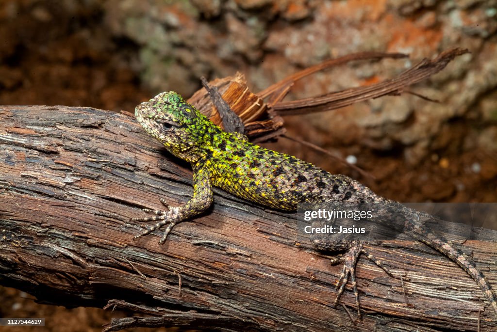 Sceloporus malachiticus – emerald swift lizard