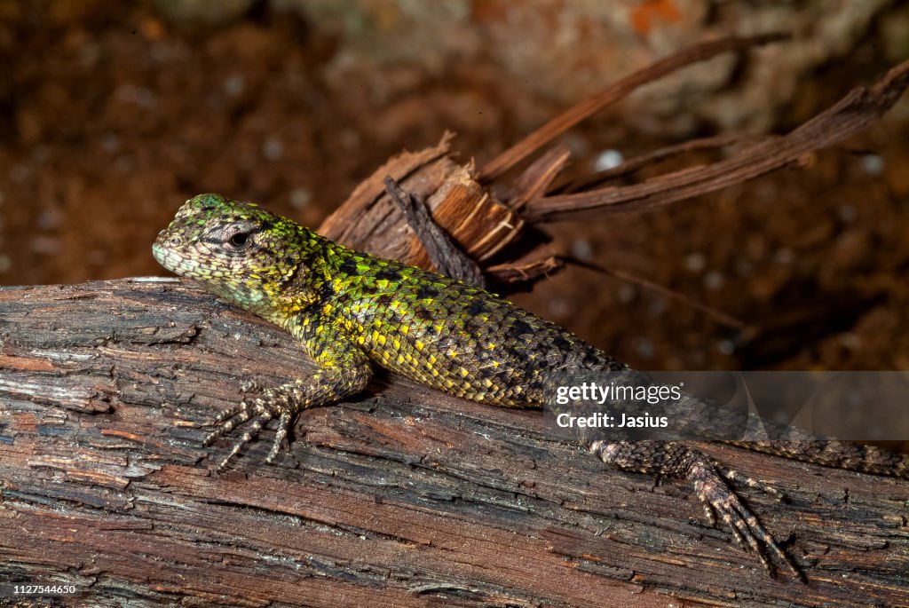 Sceloporus malachiticus – emerald swift lizard