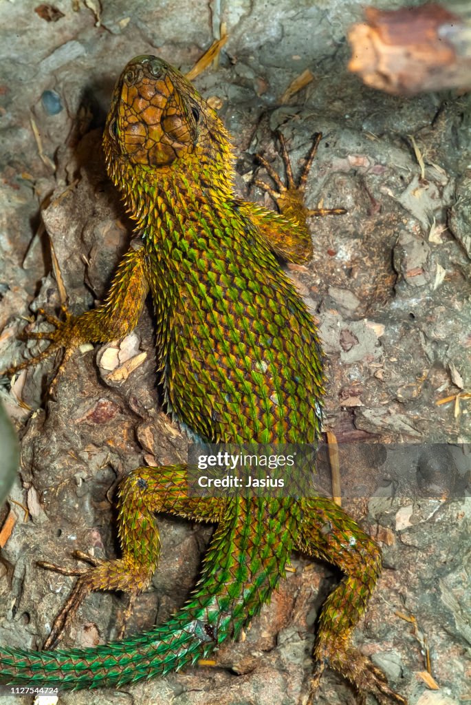 Sceloporus malachiticus – emerald swift lizard