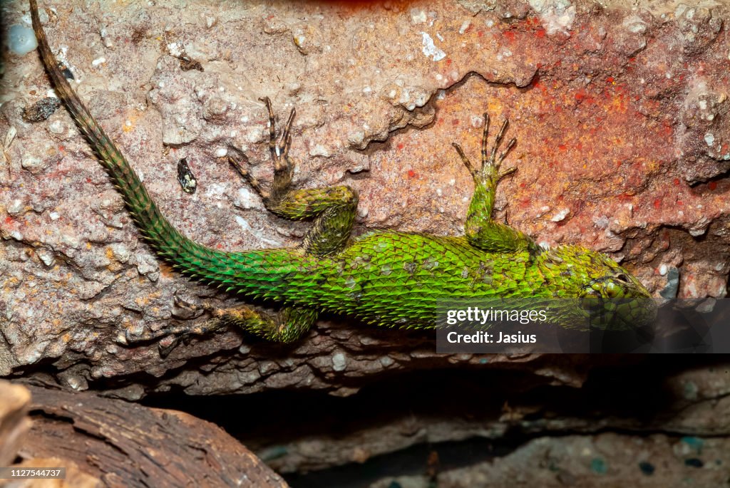 Sceloporus malachiticus – emerald swift lizard