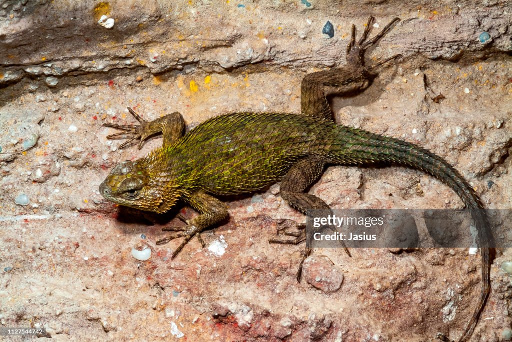 Sceloporus malachiticus – emerald swift lizard