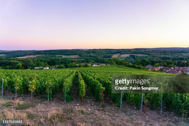row vine green grape in champagne vineyards at montagne de reims - montagne route stock-fotos und bilder