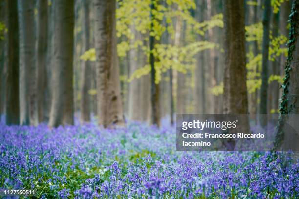 hallerbos, belgium. bluebells forest - iacomino belgium foto e immagini stock