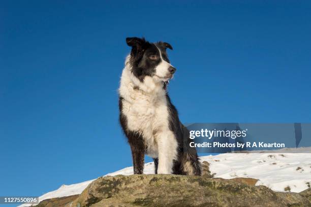 border collie against clear blue sky - february stock pictures, royalty-free photos & images