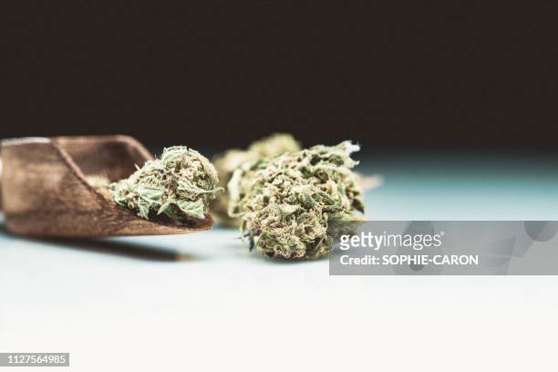 cannabis, marijuana - légalisation stock pictures, royalty-free photos & images