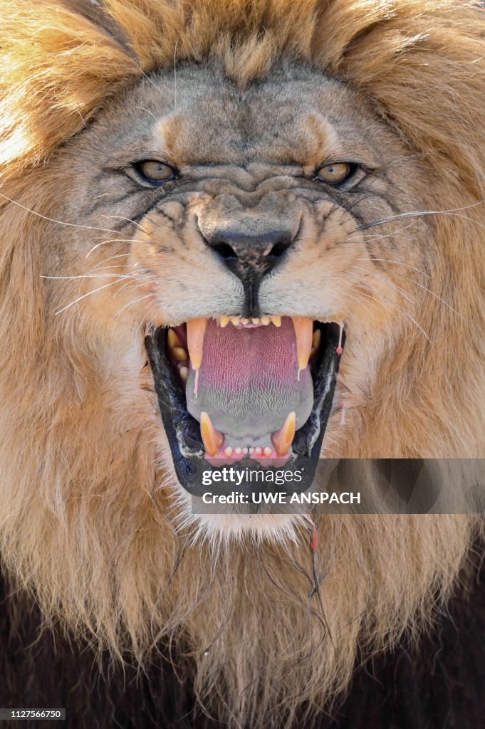 GERMANY-ANIMALS-ZOO-LION