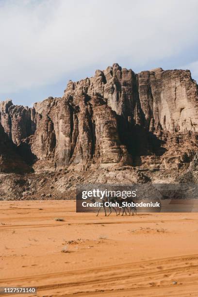 camel train in desert - un animal stock pictures, royalty-free photos & images