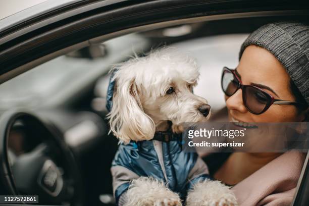 one woman sitting and playing with dog - little dog owner stock pictures, royalty-free photos & images