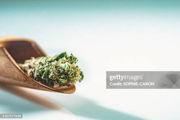 cannabis, marihuana - knospend stock-fotos und bilder