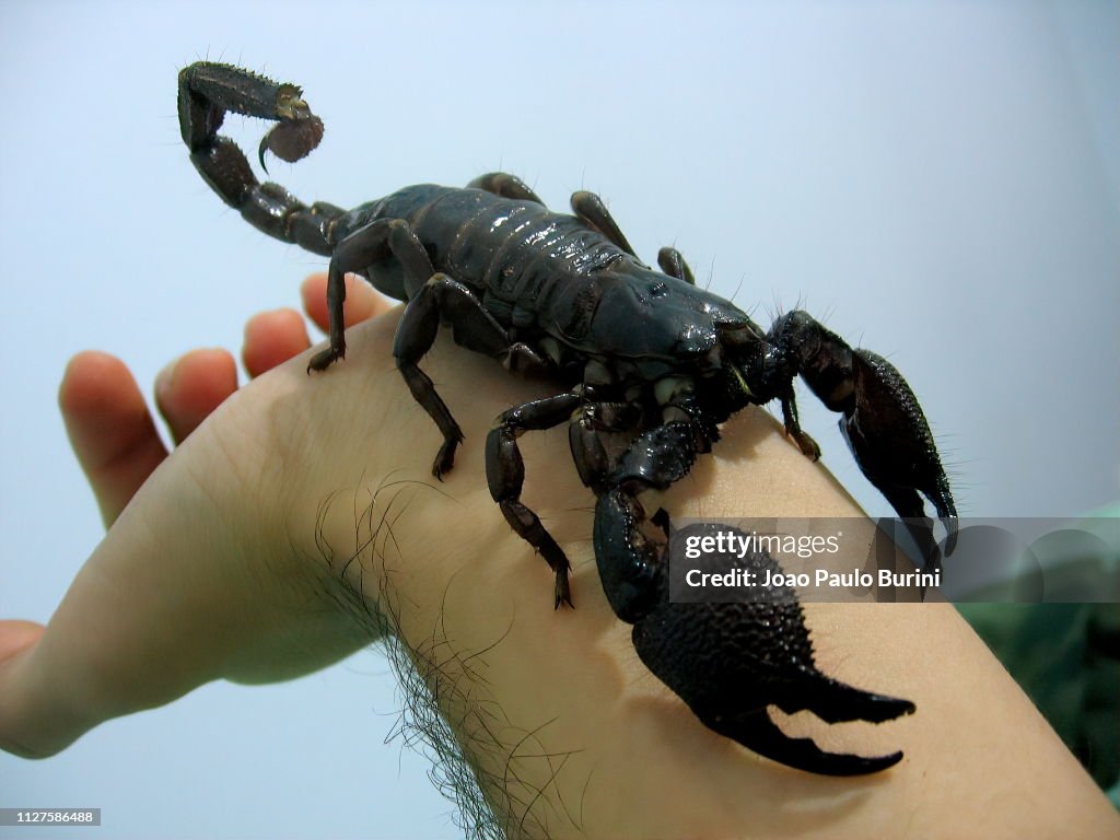 Giant emperor scorpion on hand