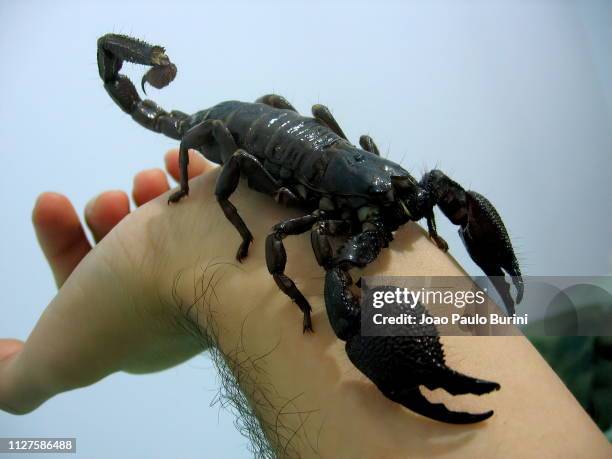 giant emperor scorpion on hand - the scorpions stock pictures, royalty-free photos & images