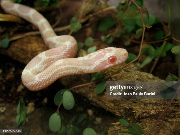 albino corn snake on naturalistic terrarium - corn snake stockfoto's en -beelden