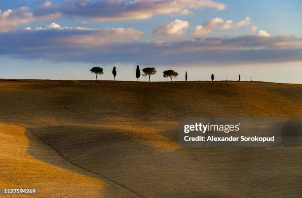 colorful sunset in tuscany, autumnal view of plowed hills. italy. - montalcino foto e immagini stock