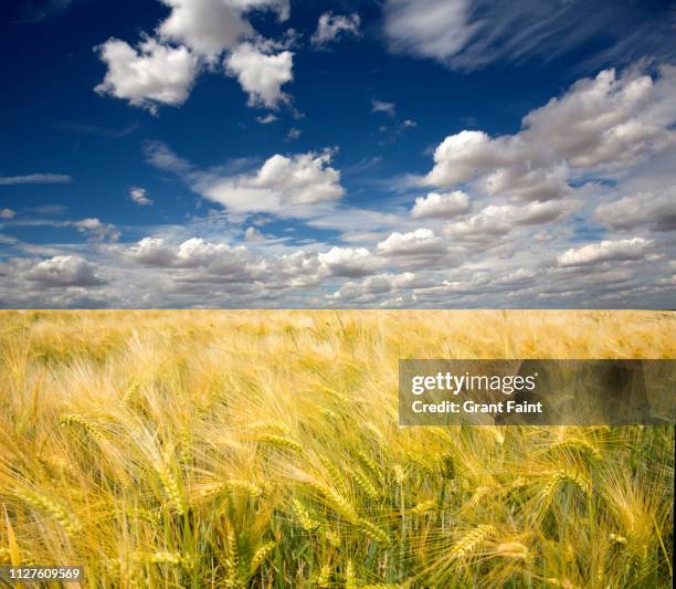 wheat field and clouds. - pacific northwest landscaping stock pictures, royalty-free photos & images