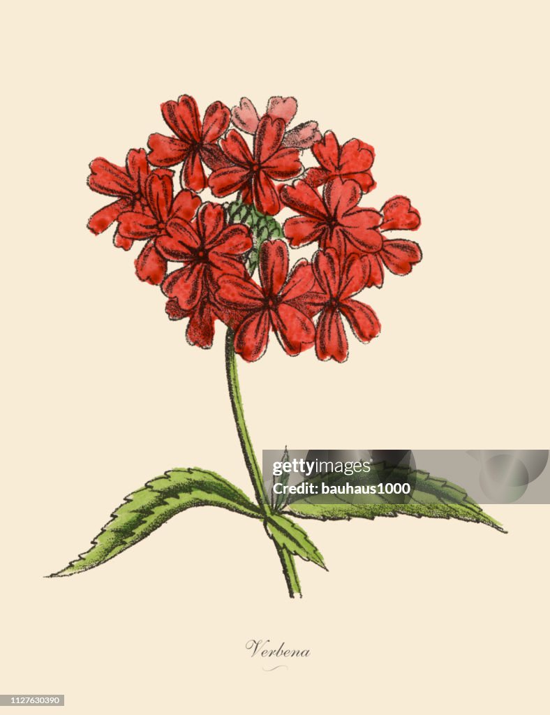 Eisenkraut Pflanzen, viktorianischen Botanische Illustration