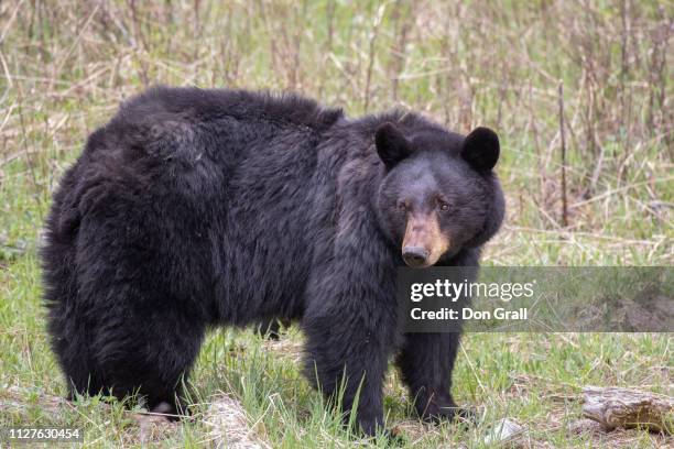 18055623black bear sow - sow bear stockfoto's en -beelden