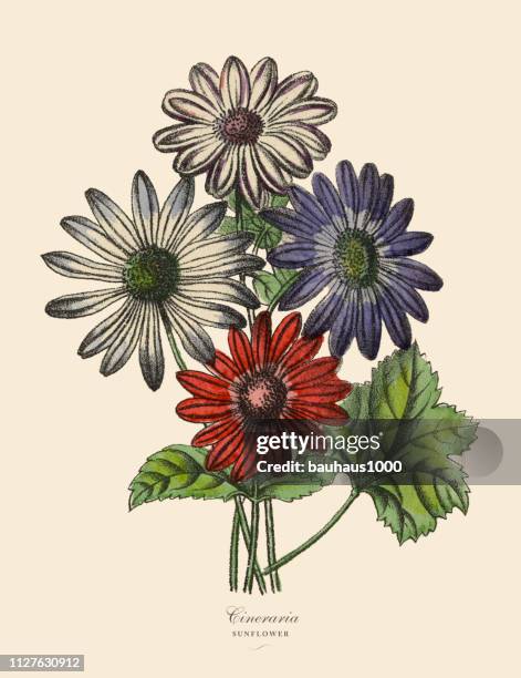 cineraria or sunflower plants, victorian botanical illustration - cineraria stock illustrations