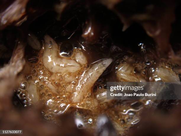 fly maggots on a decomposing animal - maggots stock-fotos und bilder