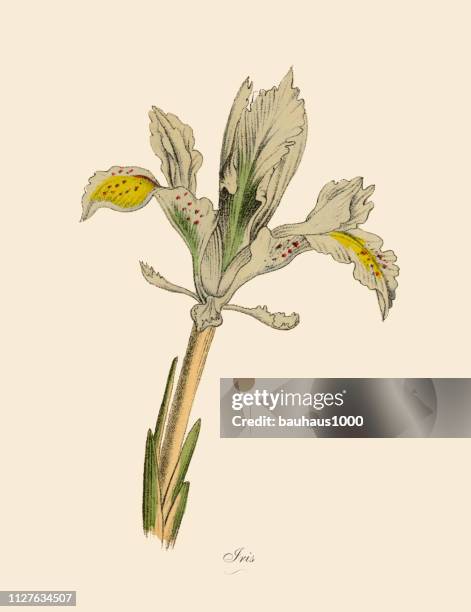 iris plants, victorian botanical illustration - iris stock illustrations