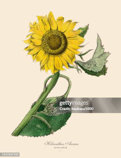 stockillustraties, clipart, cartoons en iconen met helianthus annus, zonnebloem planten, victoriaanse botanische illustratie - meeldraad