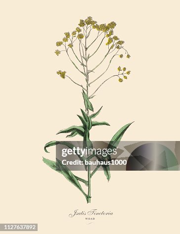 Jsatis tinctoria, woad plants, 維多利亞時代植物插圖 Jsatis tinctoria, woad plants, 維多利亞時代植物插圖