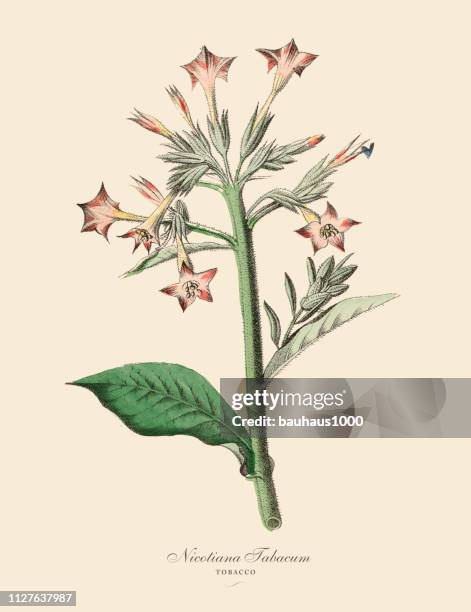 ilustrações de stock, clip art, desenhos animados e ícones de nicotiana tabacum, tobacco plants, victorian botanical illustration - colheita de tabaco