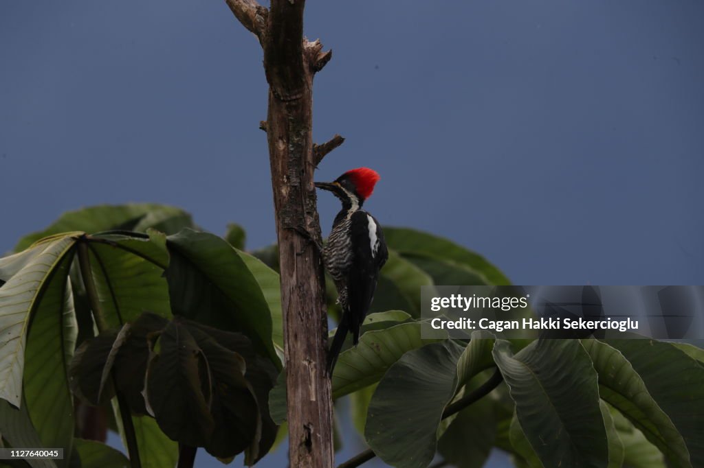 Lineated woodpecker, Hylatomus lineatus, feeding on a tree
