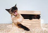 Siamese cat yawns selflessly while sitting in a cardboard box. The concept of boredom, drowsiness. Teeth, tongue, fangs.