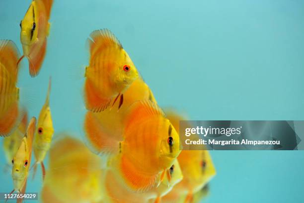 Rode Discus 209 Discus Fish Stock Photos, High-Res Pictures, and Images - Getty Images