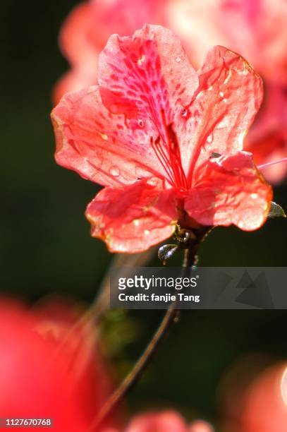 the azaleas have morning dew on them - 生長 stock-fotos und bilder