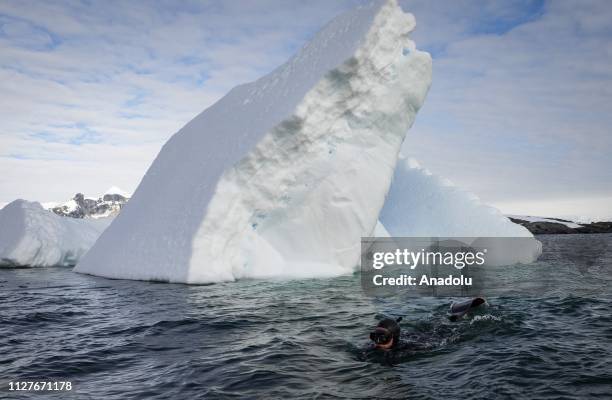 Sahika Ercumen, an internationally renowned Turkish diver, swims during her free-diving training between the icebergs near Galindez Island in...