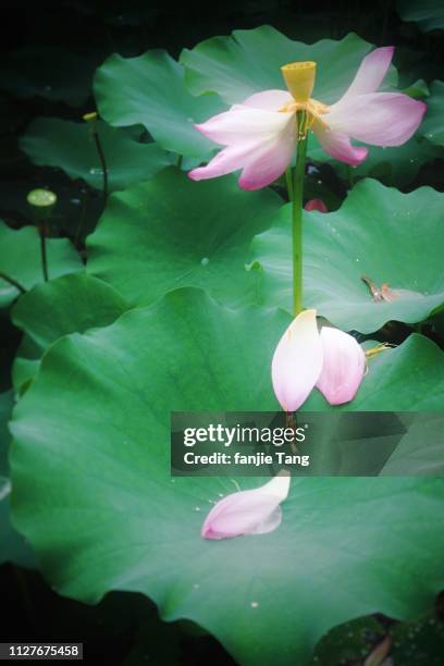 the withered petals fell on the lotus leaf - 粉紅色 foto e immagini stock