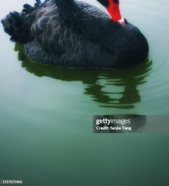 a shy black swan is on the lake - 湖 fotografías e imágenes de stock