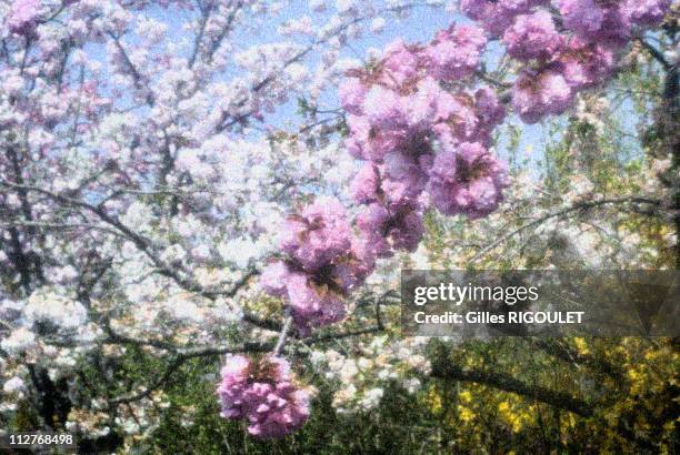 Garden of Claude Monet House, Giverny, Normandy.