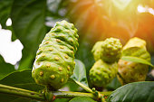Noni fruit herbal medicines / fresh noni on tree Other names Great morinda, Beach mulberry