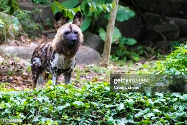african wild dog - canis lupus lycaon - fotografias e filmes do acervo