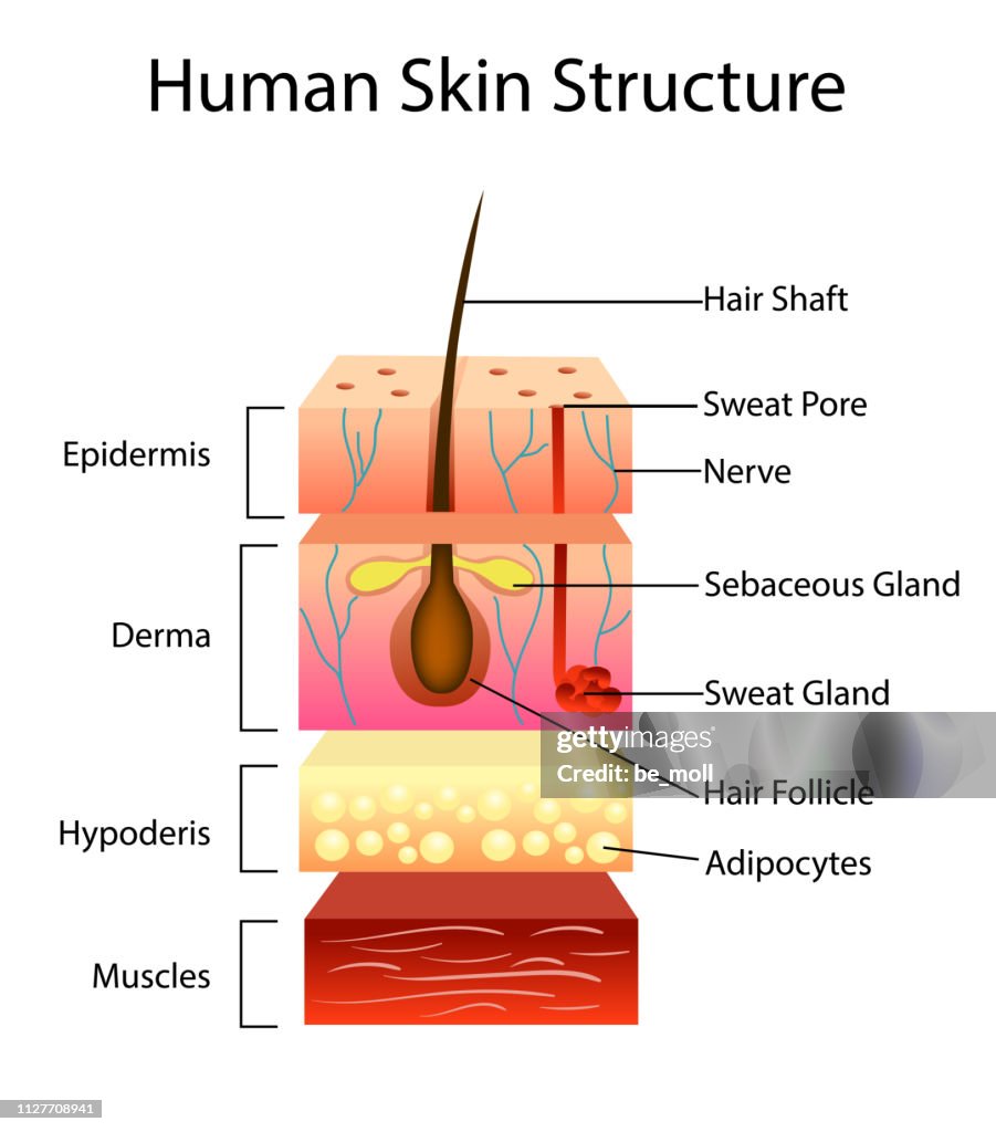 Human Skin Structure Vector Illustration High-Res Vector Graphic ...
