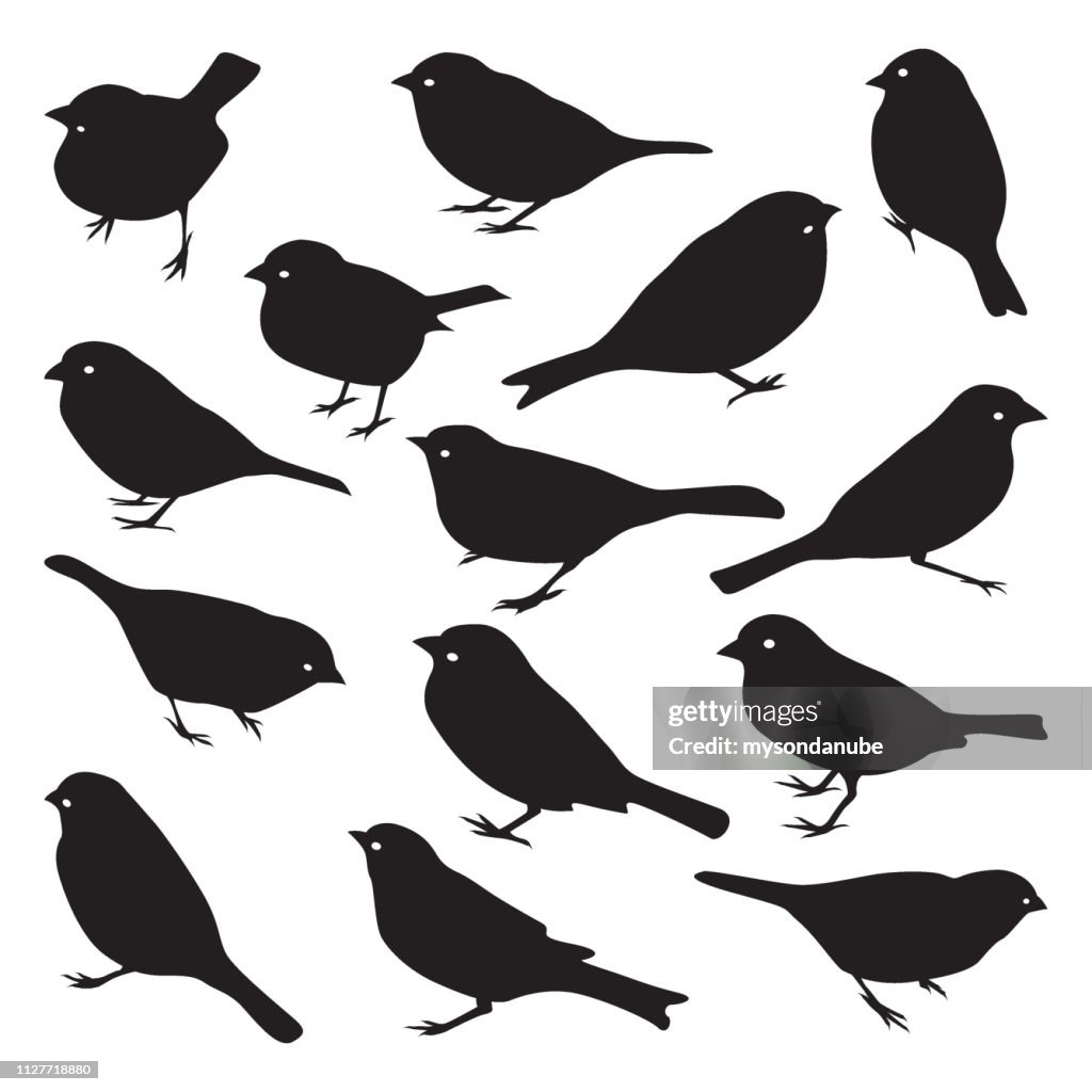 Vector set sparrow silhouetten.