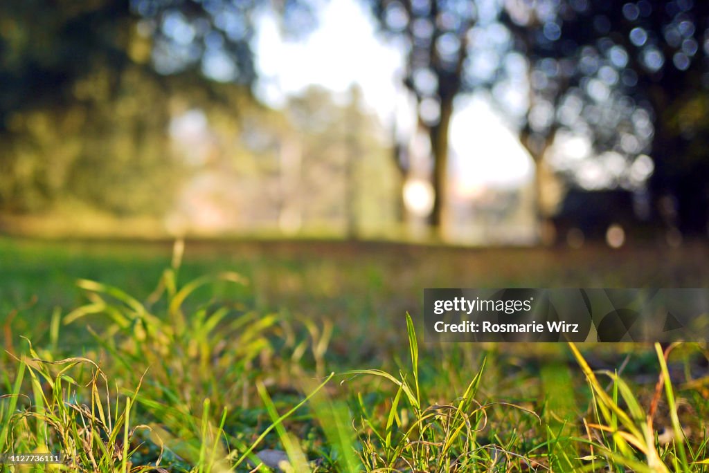 Low angle view of parkland, selective e focus on grass blades