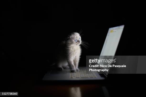 scottish fold playing - fancy cat stock pictures, royalty-free photos & images