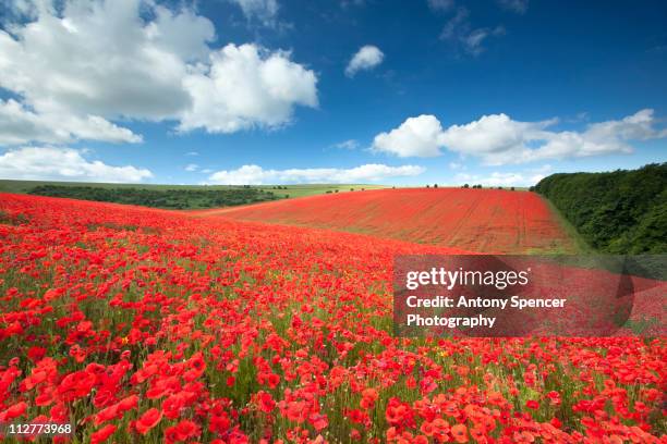 south downs poppyfield - papaverveld stockfoto's en -beelden