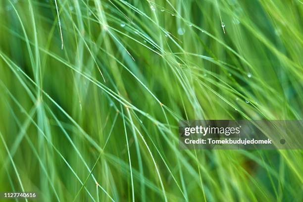 grass - grüner hintergrund fotografías e imágenes de stock