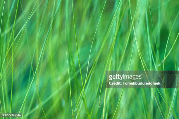 grass - grüner hintergrund fotografías e imágenes de stock