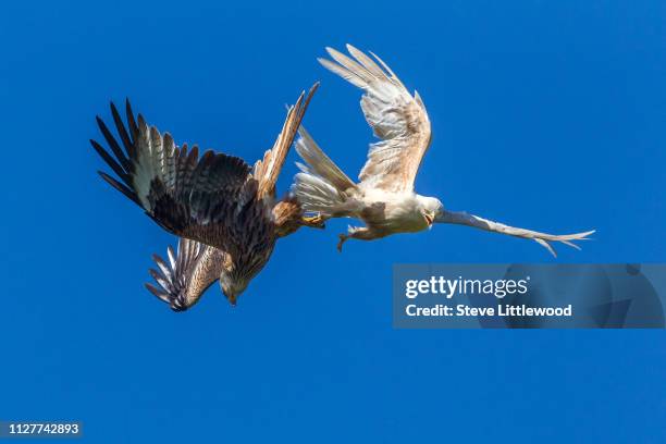 red kite, (milvus milvus), family accipitridae - rotmilan stock-fotos und bilder